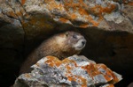 Marmot, Colorado Rockies, near Maroon Bells